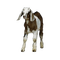 goat - Free PNG Animated GIF