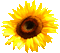 Animated.Sunflower.Brown.Yellow - By KittyKatLuv65