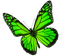 Butterfly.Green