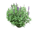 garden plants bp - Free PNG Animated GIF