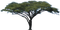 Дерево - zdarma png animovaný GIF