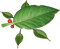 skitter leaf - nemokama png animuotas GIF