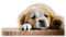 hund--dog - zdarma png animovaný GIF