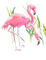 Vögel, Flamingos, Aquarelle - PNG gratuit GIF animé