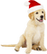 christmas dog by nataliplus - gratis png geanimeerde GIF
