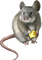 Kaz_Creations Rat-Mouse - zdarma png animovaný GIF