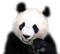 Kaz_Creations Animals Pandas Panda
