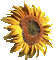 sunflower gif tournesol - Darmowy animowany GIF animowany gif