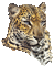 Tiger - Free animated GIF Animated GIF