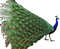 Peacock - png gratis GIF animasi