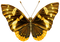 Kaz_Creations Butterfly - ilmainen png animoitu GIF