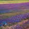 Purple Flower Field - png gratis GIF animasi
