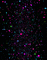 sparkle glitter space background - 免费动画 GIF 动画 GIF