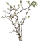 branch katrin - 免费PNG 动画 GIF