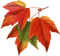 Hojas de otoño - zadarmo png animovaný GIF