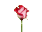 Red rose - Nemokamas animacinis gif animuotas GIF
