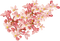 Pink Lilac - bezmaksas png animēts GIF
