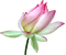 dolceluna pink flower summer spring - png gratis GIF animasi