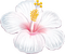 white flower - Free PNG Animated GIF
