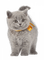 gala animals cat - 免费PNG 动画 GIF