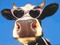 vache à lunette - png gratis GIF animado