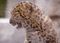 leopardo - Darmowy animowany GIF animowany gif