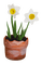 Kaz_Creations Deco Vase Flowers Plant Colours - gratis png animeret GIF
