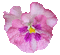 flor - 無料のアニメーション GIF アニメーションGIF