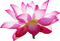 Lotus - besplatni png animirani GIF