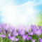 spring printemps fond background hintergrund  image flower fleur paysage blossoms landscape purple grass tube  overlay