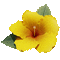 Цветок - Δωρεάν κινούμενο GIF κινούμενο GIF
