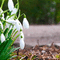 Background Snowdrop - Gratis geanimeerde GIF geanimeerde GIF