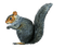 Kaz_Creations Squirrel - Free PNG Animated GIF