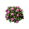 Flowers-RM - ingyenes png animált GIF