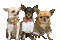 Chihuahua - Nemokamas animacinis gif animuotas GIF