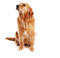 Kaz_Creations Dog Pup - bezmaksas png animēts GIF