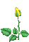 Opening Yellow Rose - Darmowy animowany GIF animowany gif