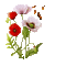 poppy flowers bp - Free animated GIF Animated GIF