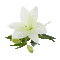 Flowers white bp