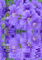 flowers - Gratis geanimeerde GIF geanimeerde GIF