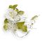 chantalmi fleur blanche - PNG gratuit GIF animé