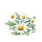 flowers anastasia - bezmaksas png animēts GIF