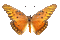 chantalmi papillon butterfly orange