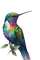 Птица , акварель - png gratis GIF animado