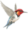 hummingbird - ilmainen png animoitu GIF