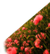 VanessaVallo _crea-field with poppy - безплатен png анимиран GIF