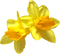Kaz_Creations Deco Flowers Flower  Colours - ilmainen png animoitu GIF