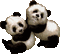 panda bp - Δωρεάν κινούμενο GIF κινούμενο GIF