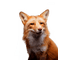 Fox - gratis png geanimeerde GIF