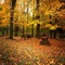 autumn background by nataliplus